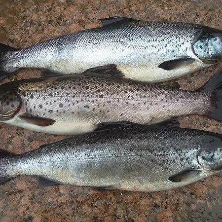 Nyaraló Baydar Jyraankoski