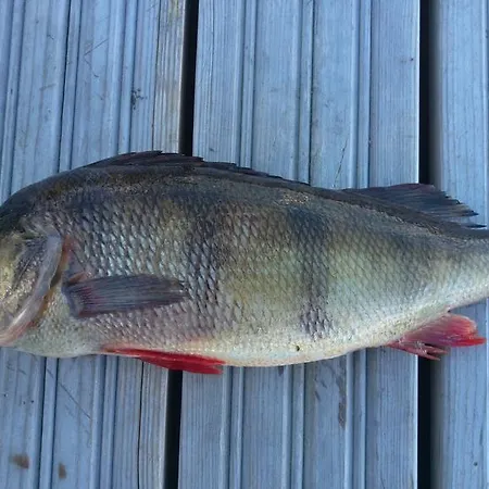 Сasa de vacaciones Baydar