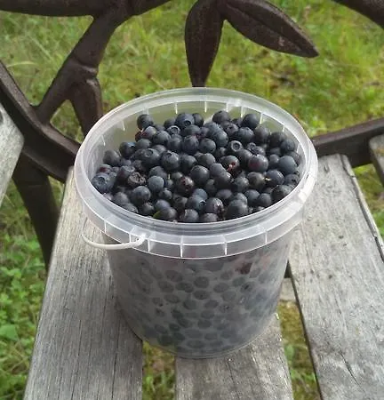 Baydar * Jyraankoski