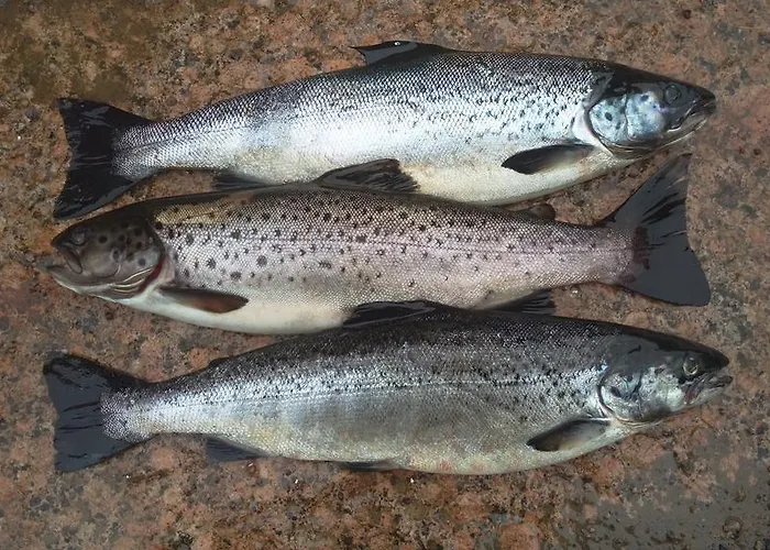 Casa de Férias Baydar Jyraankoski