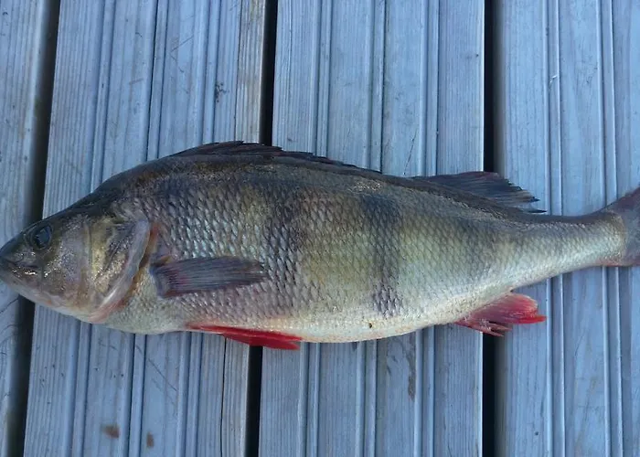 Casa de Férias Baydar