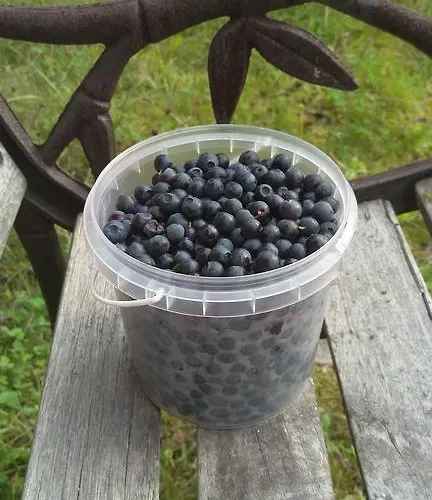 Baydar * Jyraankoski